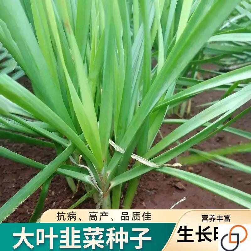 韭菜种子大叶香韭菜种籽耐热耐寒夏秋四季播阳台盆栽田园蔬菜种孑