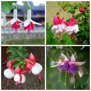 倒挂金钟 灯笼花花种孑 吊钟海棠 室内盆栽香草植物各种吊兰花种