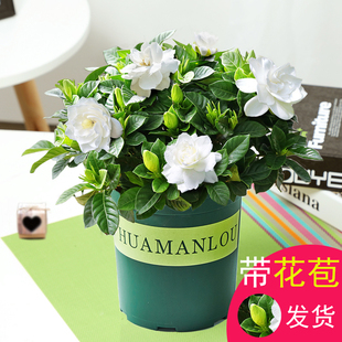 含苞待放很香的!栀子花盆栽树苗植物室内枝枝花四季开花老桩好养