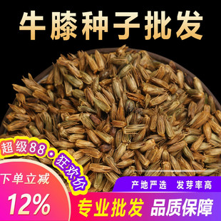 散装牛膝种子牛夕籽春夏季种植周期短药材还有红花荆芥鸡冠花种孑