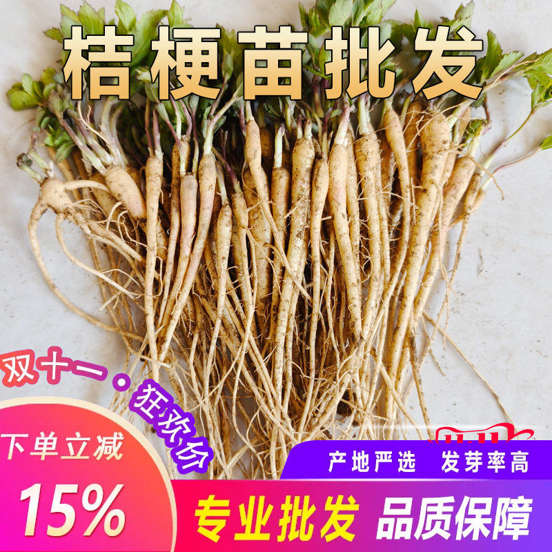 桔梗苗新鲜桔梗名贵药材苗中药材种植苗枸杞百合金银花玉竹连翘