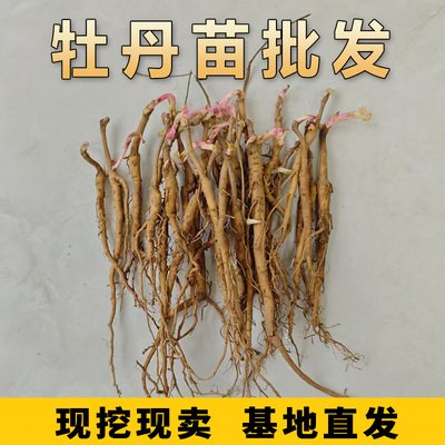 牡丹苗批发药用牡丹花苗丹凤可观赏丹皮苗阳台盆栽植物耐寒耐旱