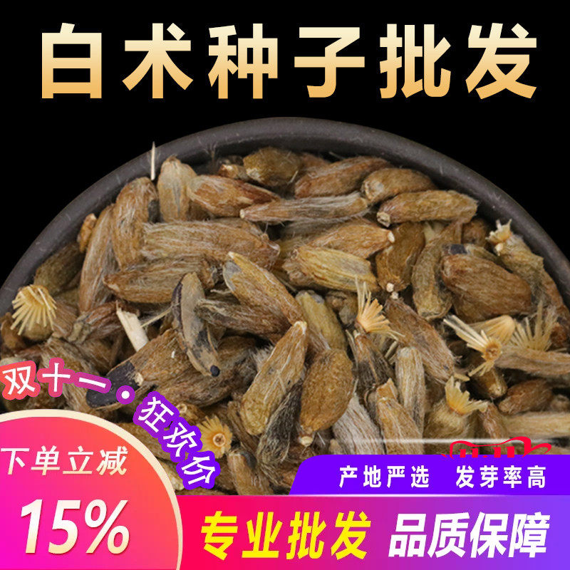 白术种子种苗中药材改良白术种籽春季种植短效益见效快大面积种植
