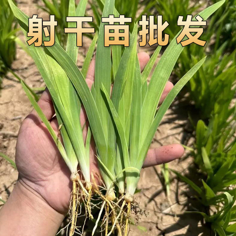 射干花苗庭院药用观赏花卉鸢尾红花射干苗多年生耐寒室内阳台种植