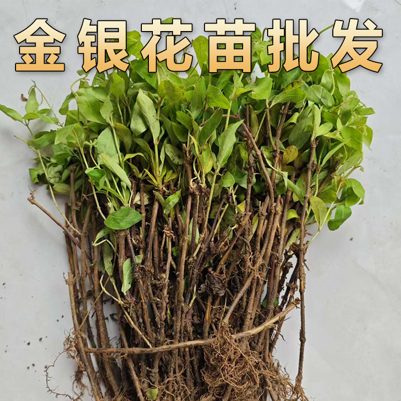 可食用药用金银花树苗小苗幼苗一年苗盆栽阳台爬墙爬藤植物四季
