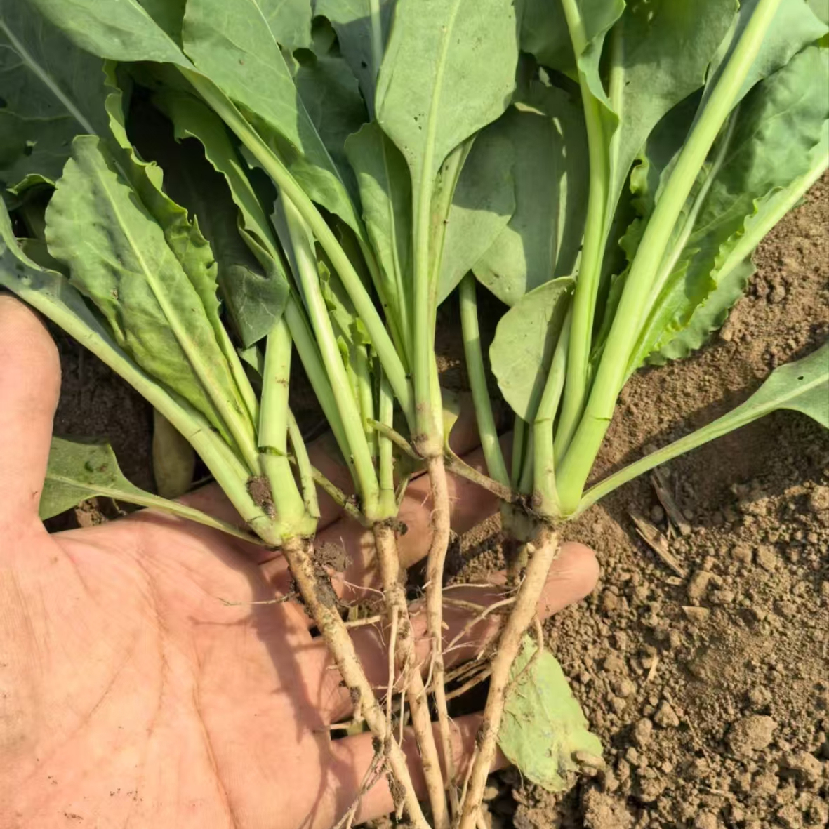 中草药板蓝根根苗菘蓝苗盆栽庭院种植苗另有黄芪苗威灵仙苗艾草苗