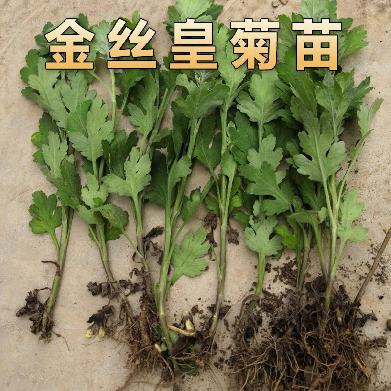 食用糖心菊花苗可泡茶金丝皇菊黄山贡菊杭白菊草莓苗庭院阳台盆栽