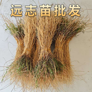 远志苗苗新鲜采挖鲜苗可栽种另有多种中草药种植苗小草苗正品保证