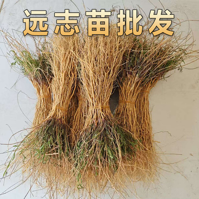 远志苗苗新鲜采挖鲜苗可栽种另有多种中草药种植苗小草苗正品保证