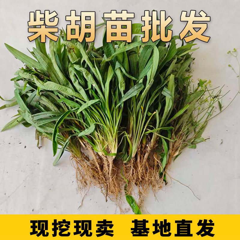 药用柴胡种苗现挖柴胡苗子另有射干知母抗旱中药材苗懒人药材苗