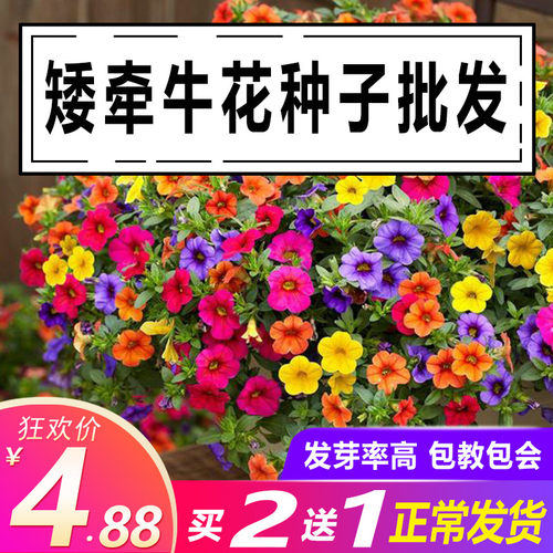 七色花种子质量怎么样 七色花种子口碑怎么样 小麦优选