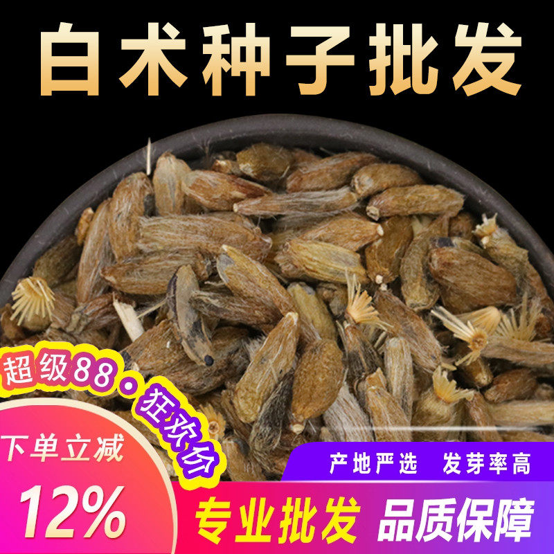 白术种子种苗中药材改良白术种籽春季种植短效益见效快大面积种植