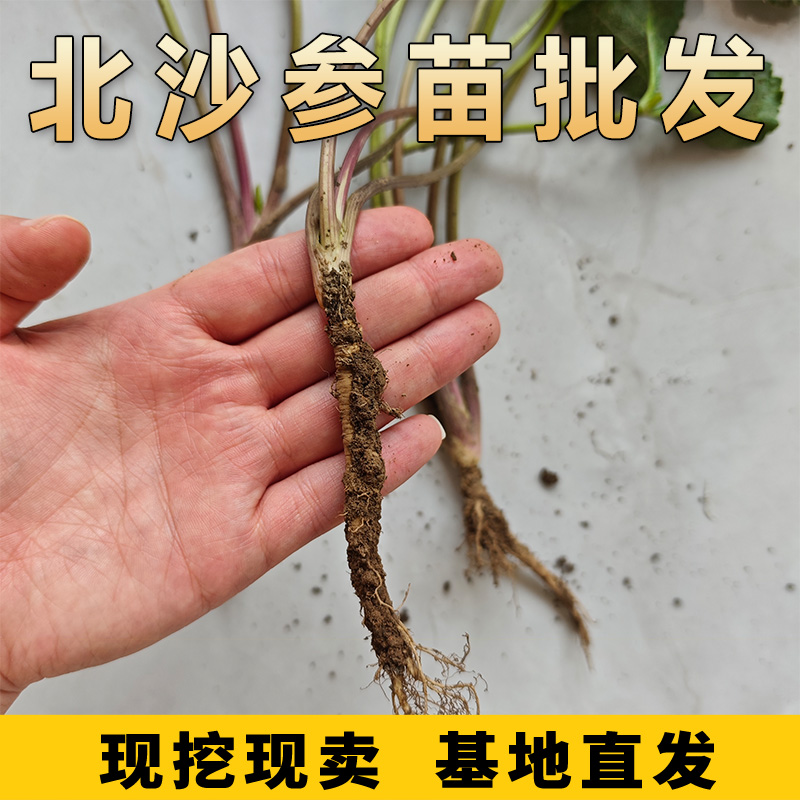 【新鲜现挖】沙参苗中草药北沙参种苗可食用多年生草本耐寒药材苗