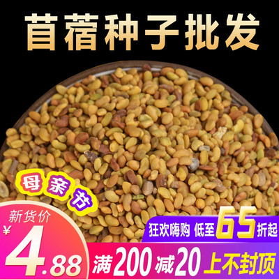 紫花苜蓿四季芽苗菜养殖用夏季