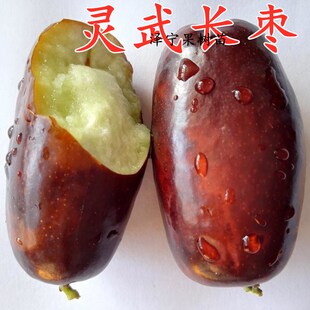 新品种灵武长枣树苗特大嫁接枣树活苗冬枣树苗南北方种植当年结果