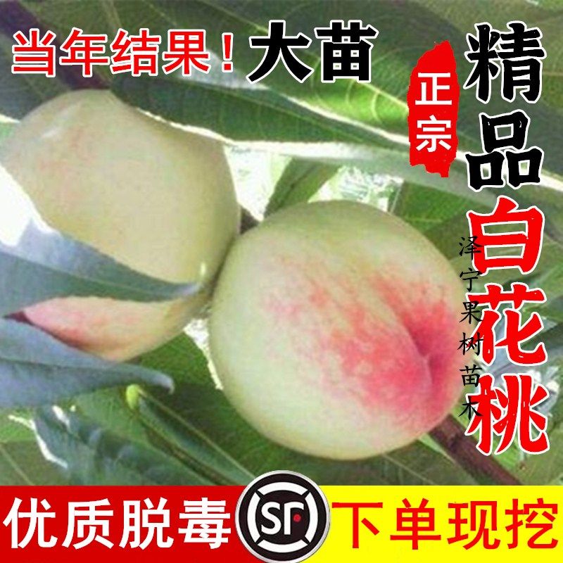 嫁接白花桃树苗六月早熟水蜜桃苗盆地栽北方南方庭院种植当年结果