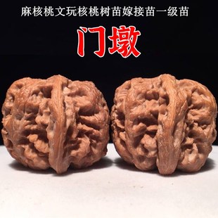 麻核桃苗树嫁接文玩铁核桃树苗矮桩门墩狮子头核桃苗把玩盆栽地栽