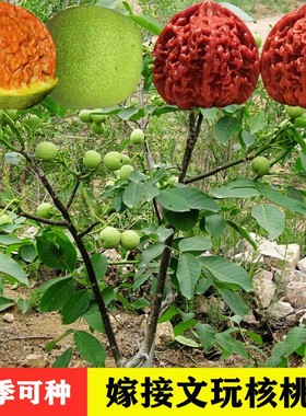 文玩核桃树苗把玩核桃嫁接苗麻核桃树苗狮子头官帽四座楼当年挂果