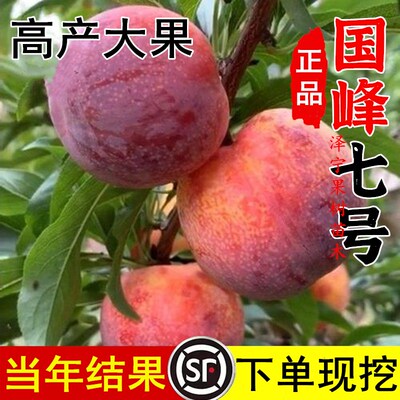 国峰七号李子树苗南北方地栽新品种盆栽种植嫁接大李子苗当年结果