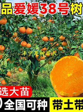 【官方推荐】正宗！！果冻橙树苗