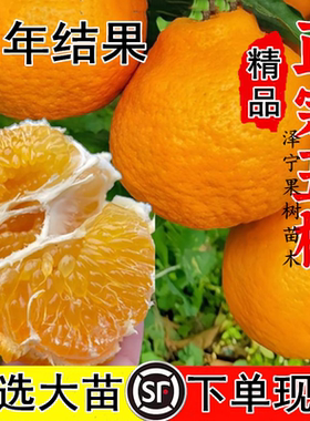 正宗四川丑橘子苗盆栽地栽南北方种植粑粑柑丑桔橘树果苗当年结果