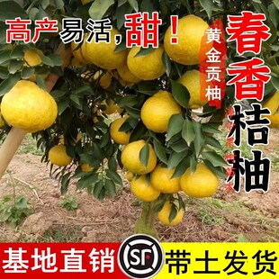 春香桔柚子树苗 黄金贡柚苗 兼有桔和柚的香气柑橘树苗象山青果苗