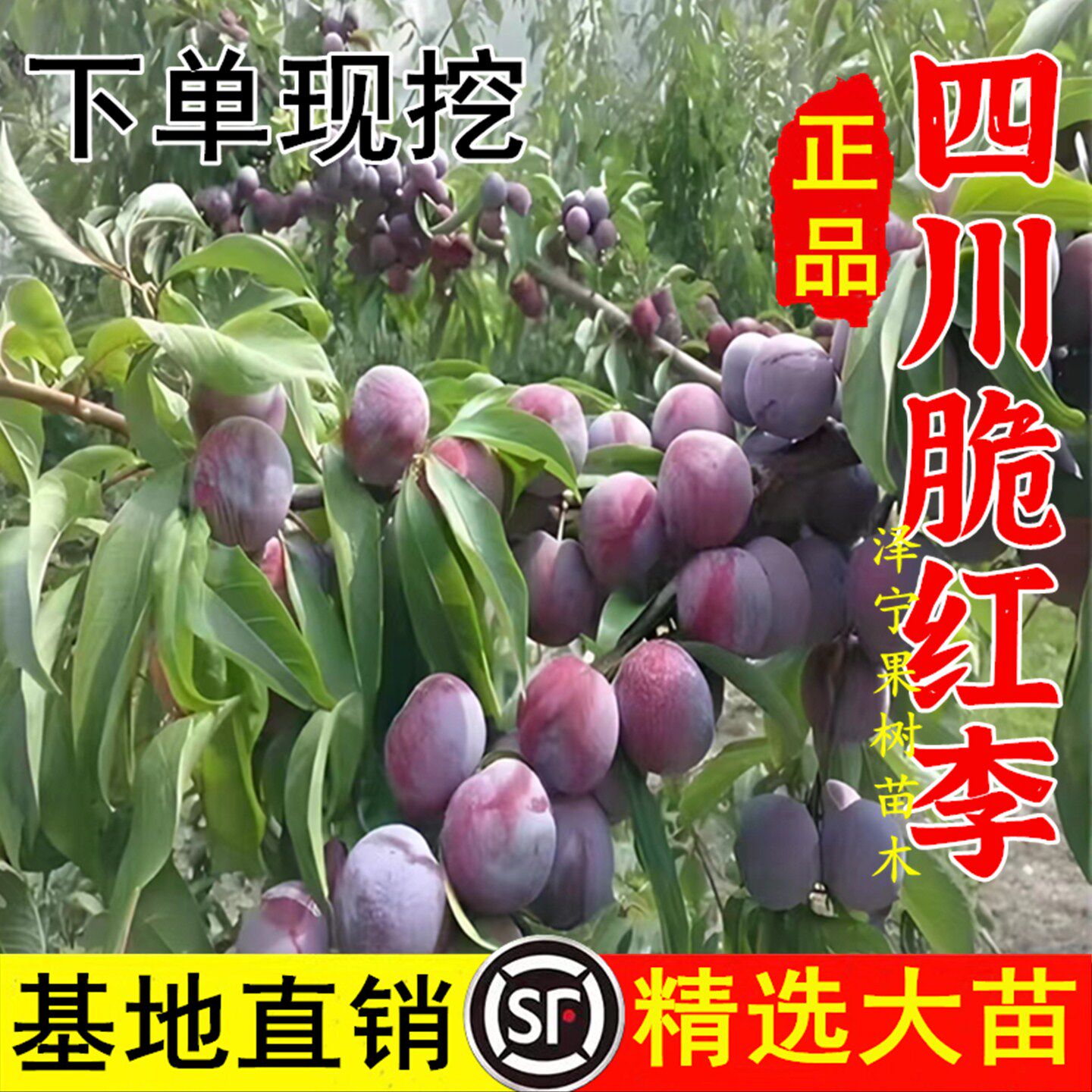 阿坝州汶川茂县晚熟脆红李 红脆李子苗 脱骨李子果树苗南北方种植