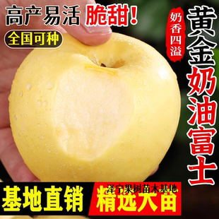 苹果树果苗南北方种植嫁接盆栽地栽猕猴桃奶油富士大苹果梨树果苗