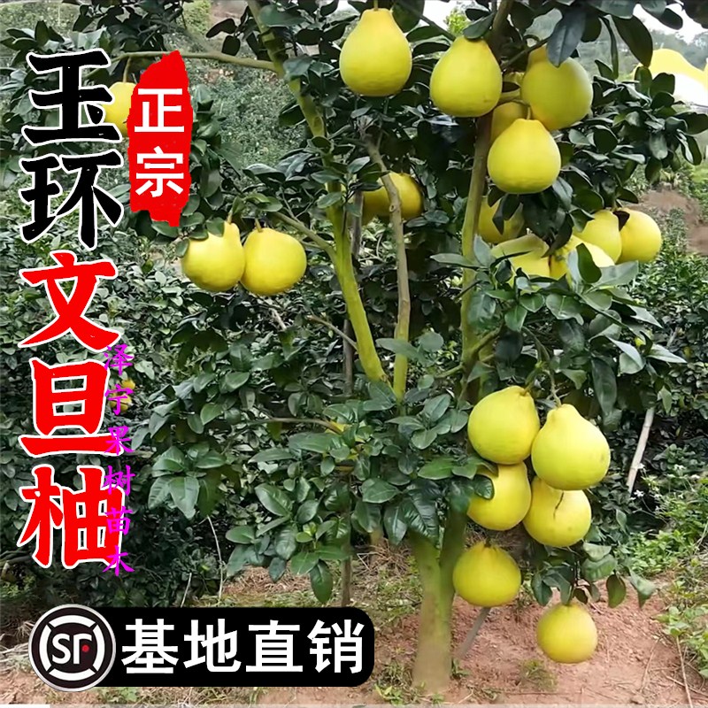 玉环文旦柚树苗嫁接柚子树果苗蜜柚苗柚子大树活苗南北方种植带土图片