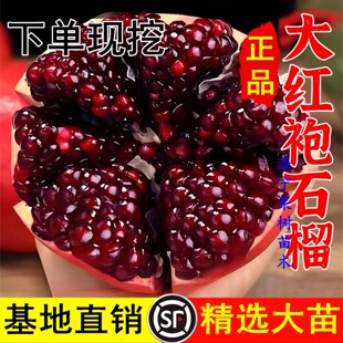 大红袍石榴树树苗南北方庭院地栽大果高产盆栽嫁接软籽当年结果