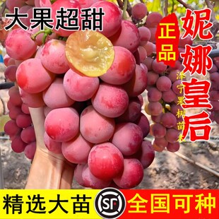 妮娜皇后葡萄树苗南北方庭院地栽特大爬藤盆栽嫁接耐寒当年结果