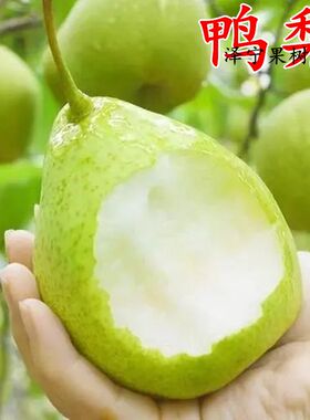 鸭梨树果苗南北方种植当年结果