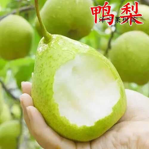 鸭梨树果苗南北方种植当年结果