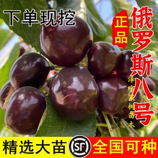 耐寒冻俄罗斯8号大樱桃苗嫁接俄八樱桃树苖车厘子树苗南北方种植