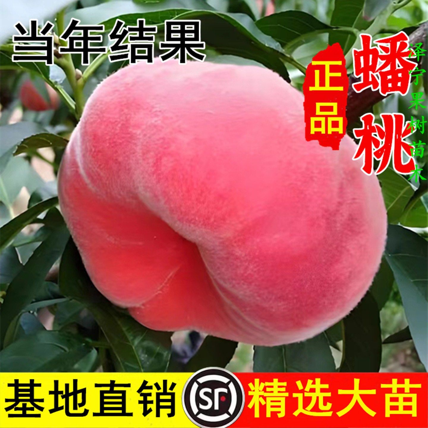 蟠桃树果苗嫁接彩虹纽扣奶油潘桃盘桃树南北方特大号盆栽当年结果