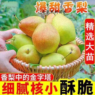 香酥梨树果苗南北方庭院地栽种植特大果树盆栽嫁接活苗当年结果