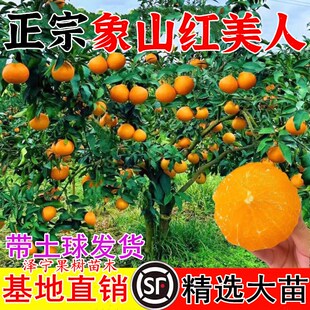 正宗象山红美人树苗爱媛28号橘子苗嫁接红美人柑橘苗带果带土