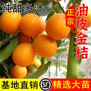 油皮金桔苗南北方庭院地栽脆皮金橘树苗室内阳台盆栽食用当年结果