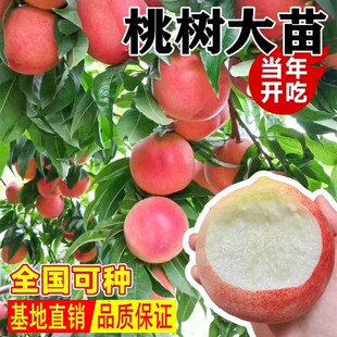 桃树果苗嫁接特大冬血桃油蟠桃树果苗南北方种植黄桃活苗当年结果