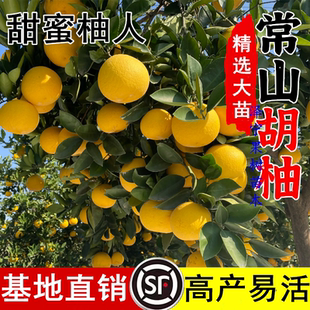 常山胡柚树苗胡柚苗嫁接柚子树苗蜜柚苗柚子苗南北方种植当年结果