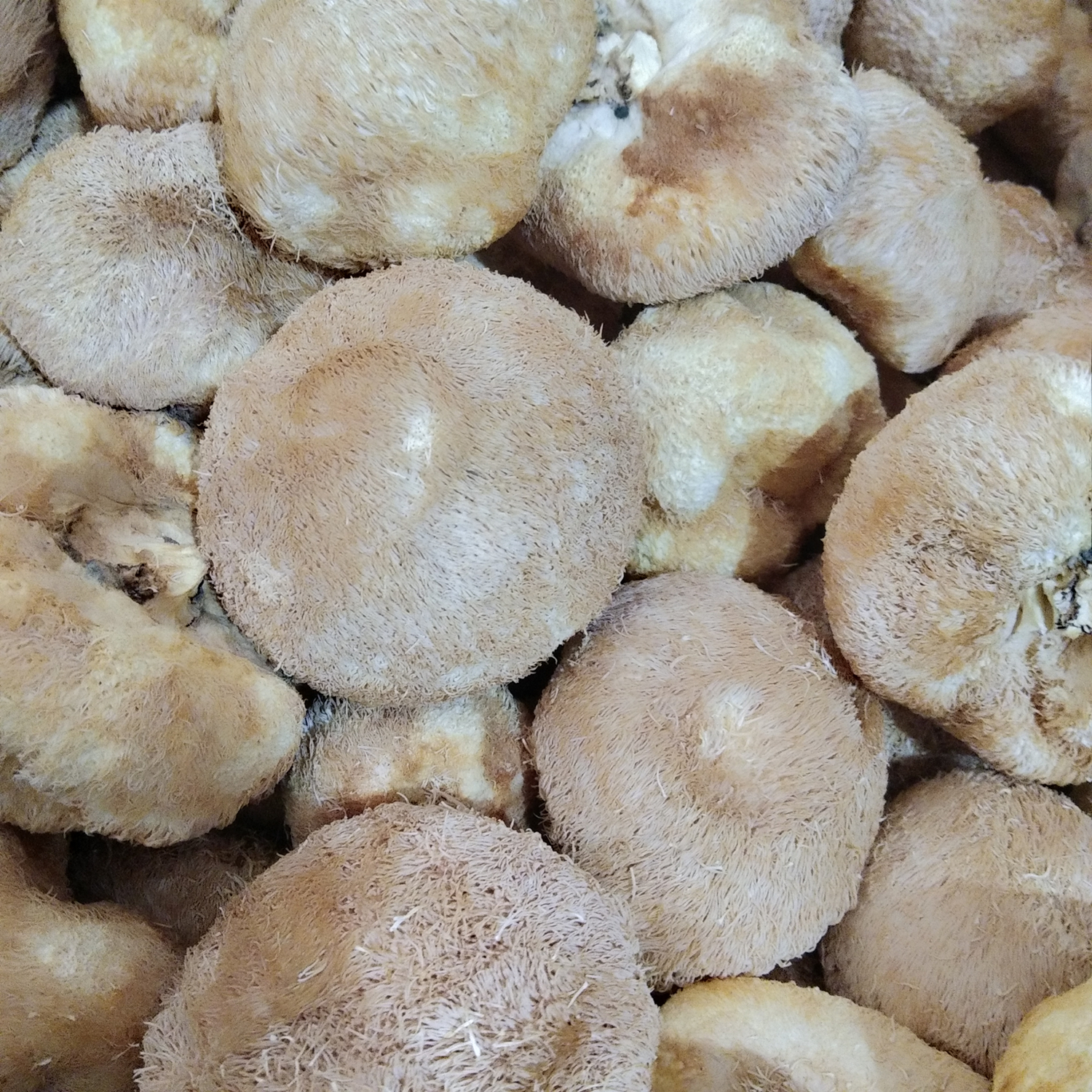 古田猴头菇250g土特产煲汤