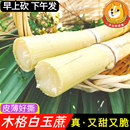 广西木格白玉甘蔗中段玻璃脆特产小甜杆现砍现发新鲜水果同城6斤