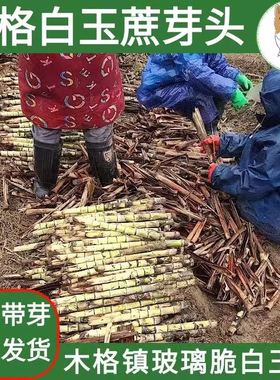 广西正宗木格白玉甘蔗尾巴带牙发货玻璃脆顶部非中段非泥土端