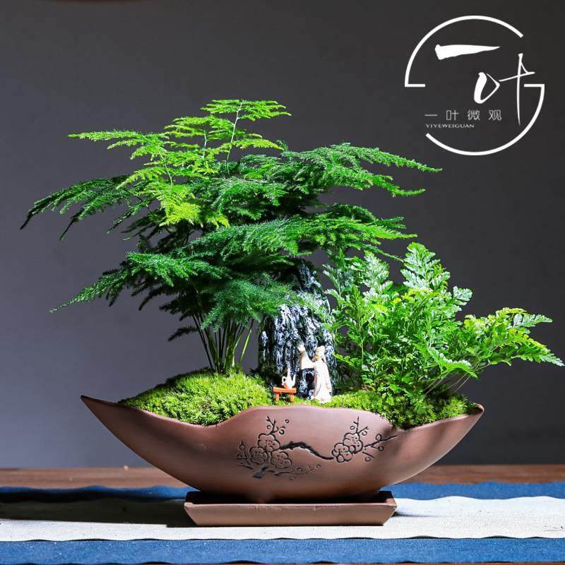 骨茶小叶紫檀苗盆景内常绿植物室名贵花卉盆栽四季好养盆树景黑