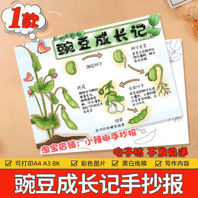 自然笔记豌豆成长记录手抄报线稿豌豆生长观察日记电子小报a3a48k