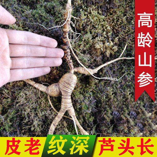 长白山新鲜林下参高龄野山参