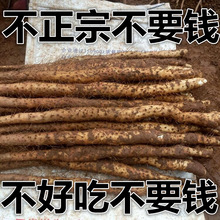 铁棍山药正宗温县垆土铁杆淮山药铁桂铁棒河南焦作新鲜5斤怀山药