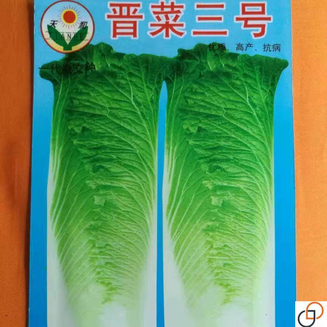 晋菜三号大白菜种子高桩菜长筒菜青口白种子菜园蔬菜种子春秋播种