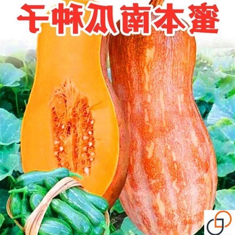 蜜本南瓜种子超甜特甜南瓜种籽高产香甜春季南方四季孑小南瓜甜糯