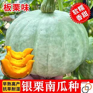 日本栗神小南瓜苗种子香甜板栗贝贝秧苗种籽蔬菜孑粉质秋季银白